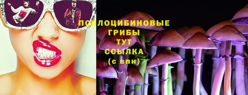 Псилоцибиновые грибы Psilocybe  Зерноград 